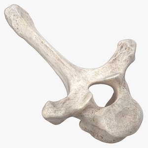 Bear Ursus Thoracic Vertebrae T4 3D