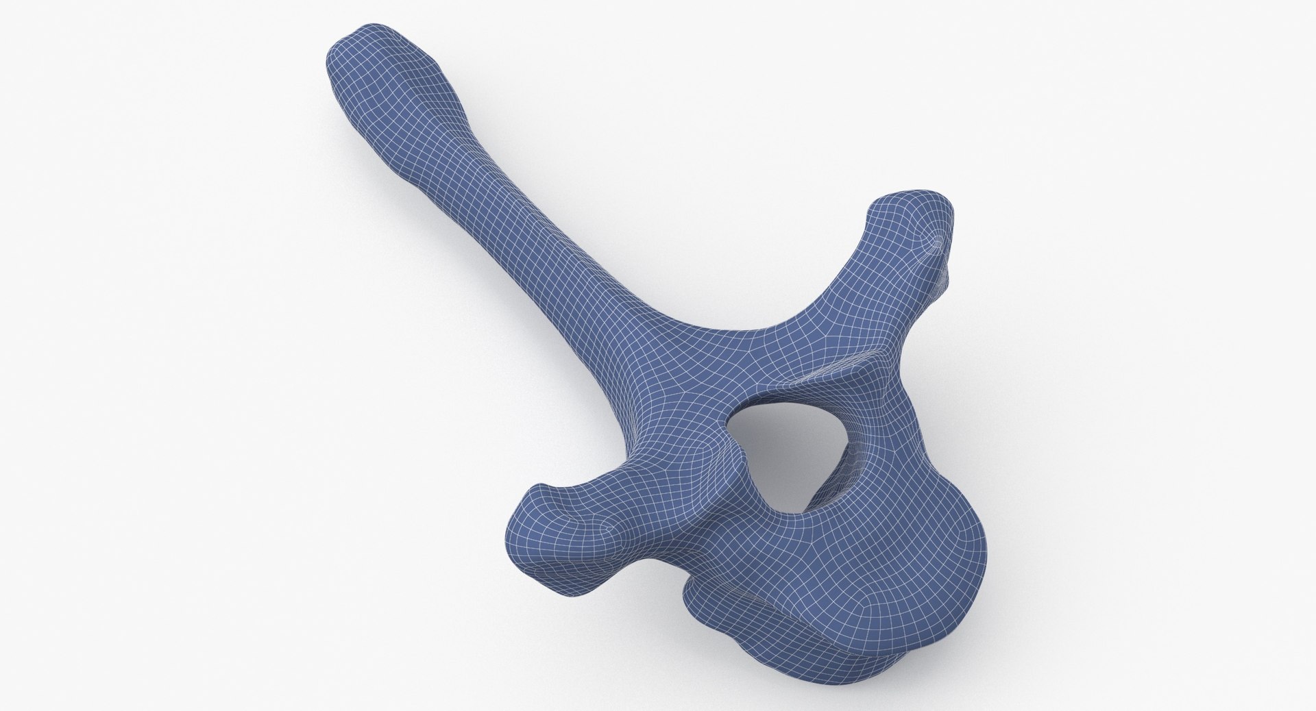 Bear Ursus Thoracic Vertebrae T4 3D - TurboSquid 2122389