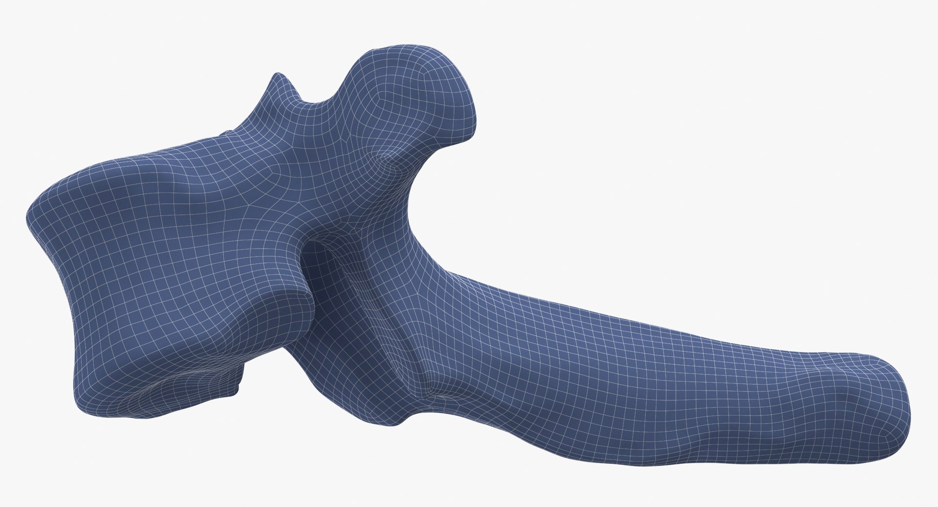 Bear Ursus Thoracic Vertebrae T4 3D - TurboSquid 2122389