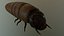 Worm