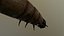 Worm