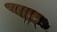 Worm