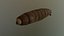 Worm