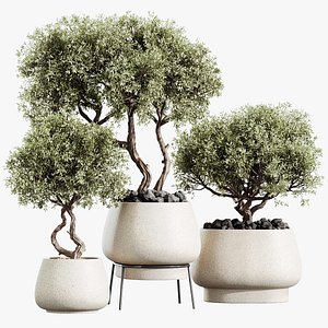 Av House Plants Mission Kalamata Leccino Arbequina Wilsonii