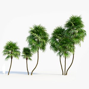 Cryosophila c 3D model