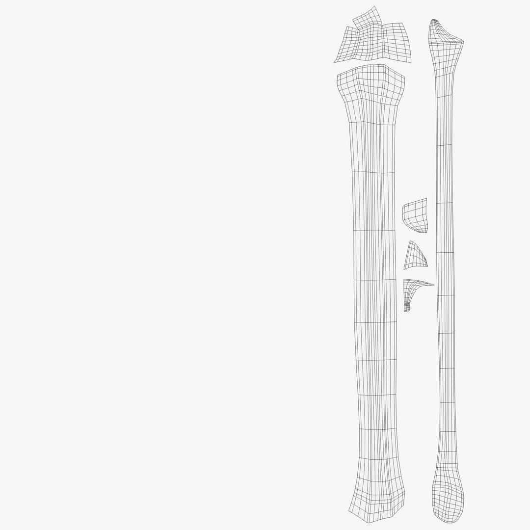 Tibia Fibula 3D Model - TurboSquid 1174816