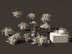 3D Tradescantia zebrina - Zebrina pendula 01 model