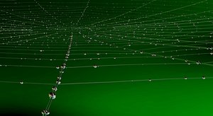 Spider Web With Drips
