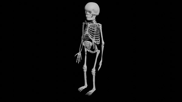 3D Child skeleton model - TurboSquid 1840196