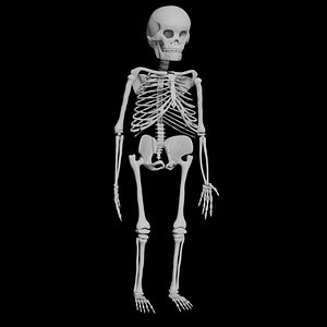 3D Child skeleton model
