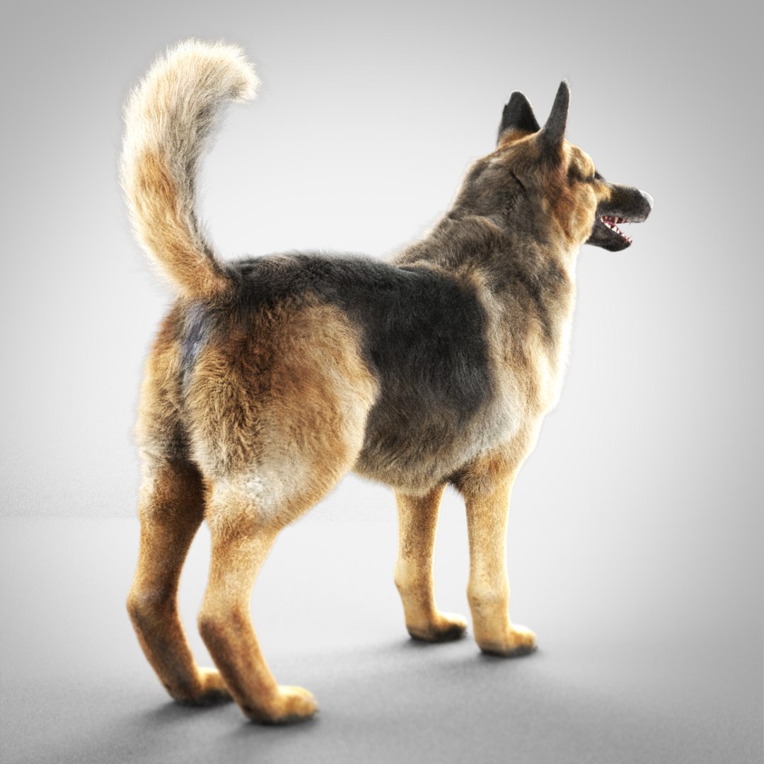 Max German Shepherd