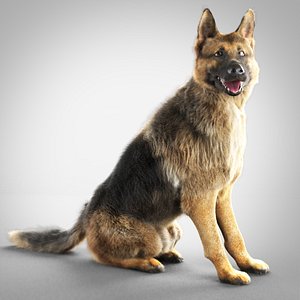 German Shepherd