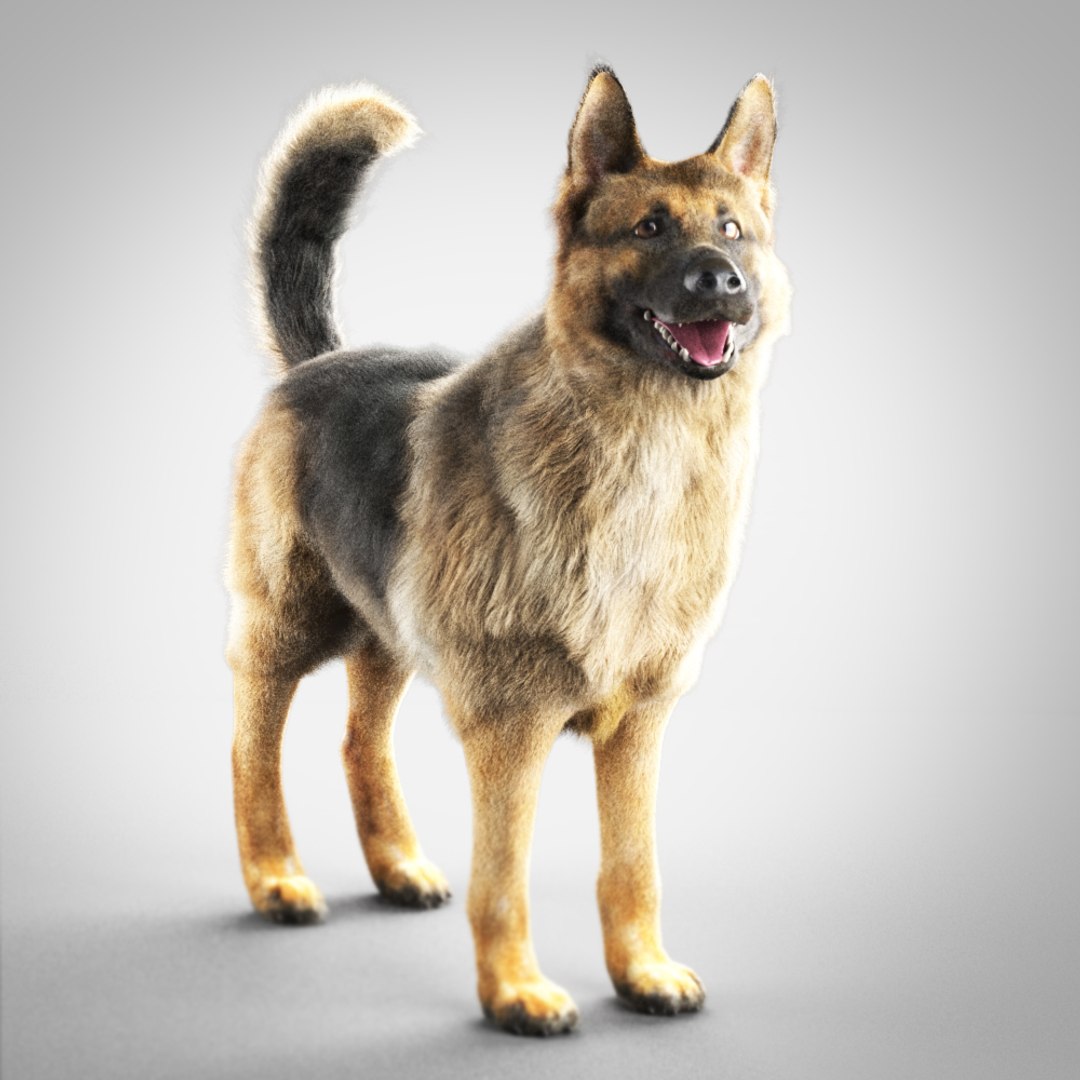 Max German Shepherd