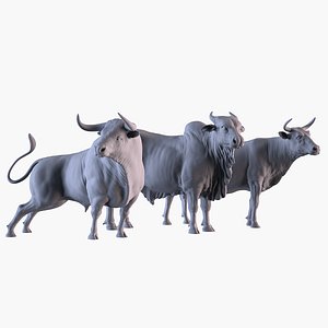 3D model Bulls Pack