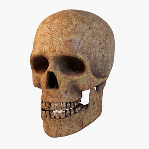 Vintage Male Skull 3D Model - High-Quality 3D