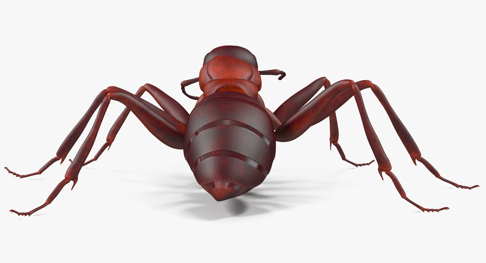 3d Model Of Ant Rigged