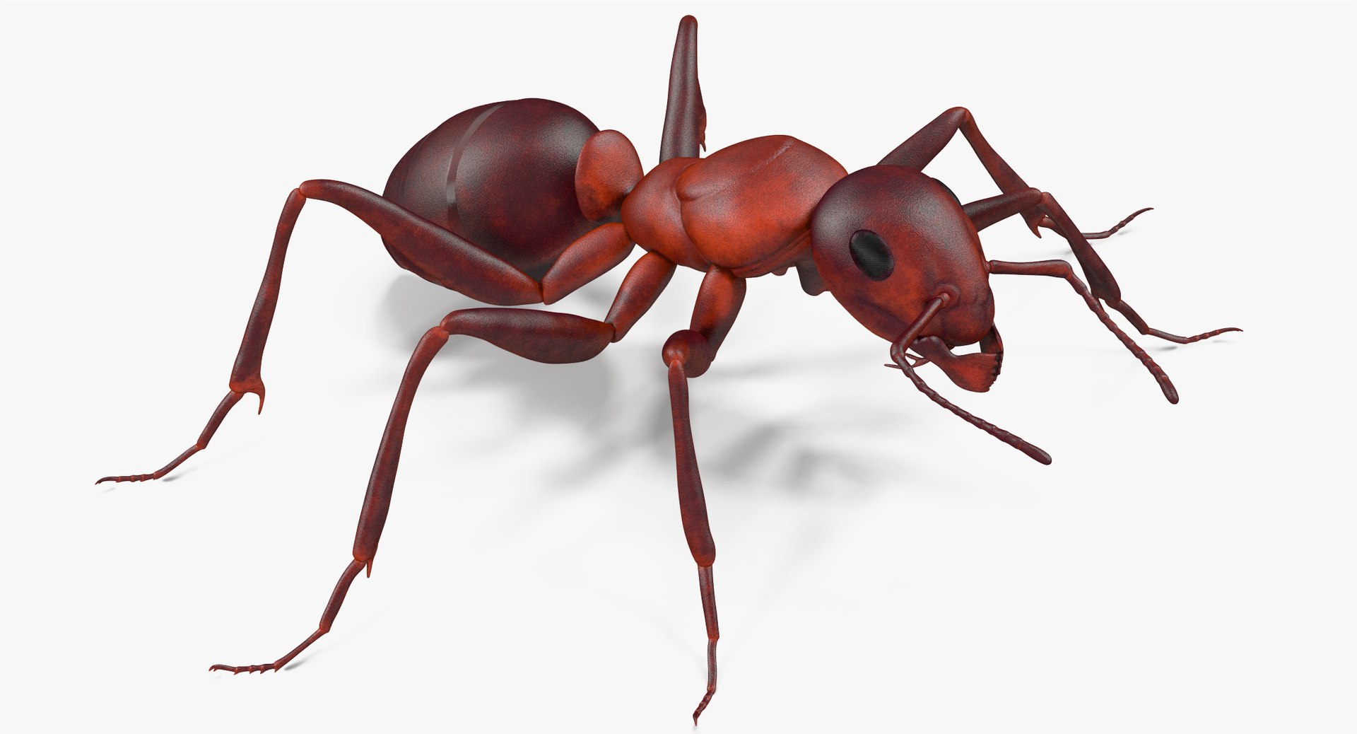 3d model of ant rigged https://p.turbosquid.com/ts-thumb/sQ/UWd326/8pazDQx0/angles_002/jpg/1487320709/1920x1080/fit_q87/4336732db0432c2724d75218d2cdcbf6bd2b7ee0/angles_002.jpg
