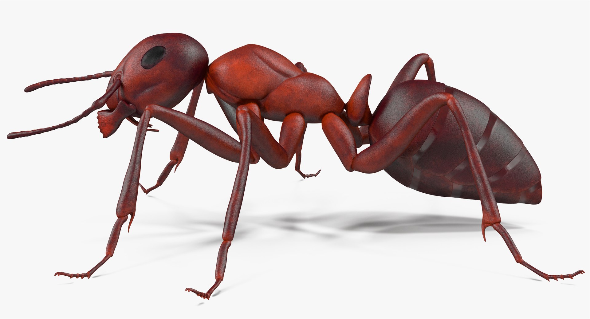3d model of ant rigged https://p.turbosquid.com/ts-thumb/sQ/UWd326/JT3NC5rW/angles_019/jpg/1487320710/1920x1080/fit_q87/ab6fbe39b48815e37e5f73b88ae7bf6b10b9e7bd/angles_019.jpg