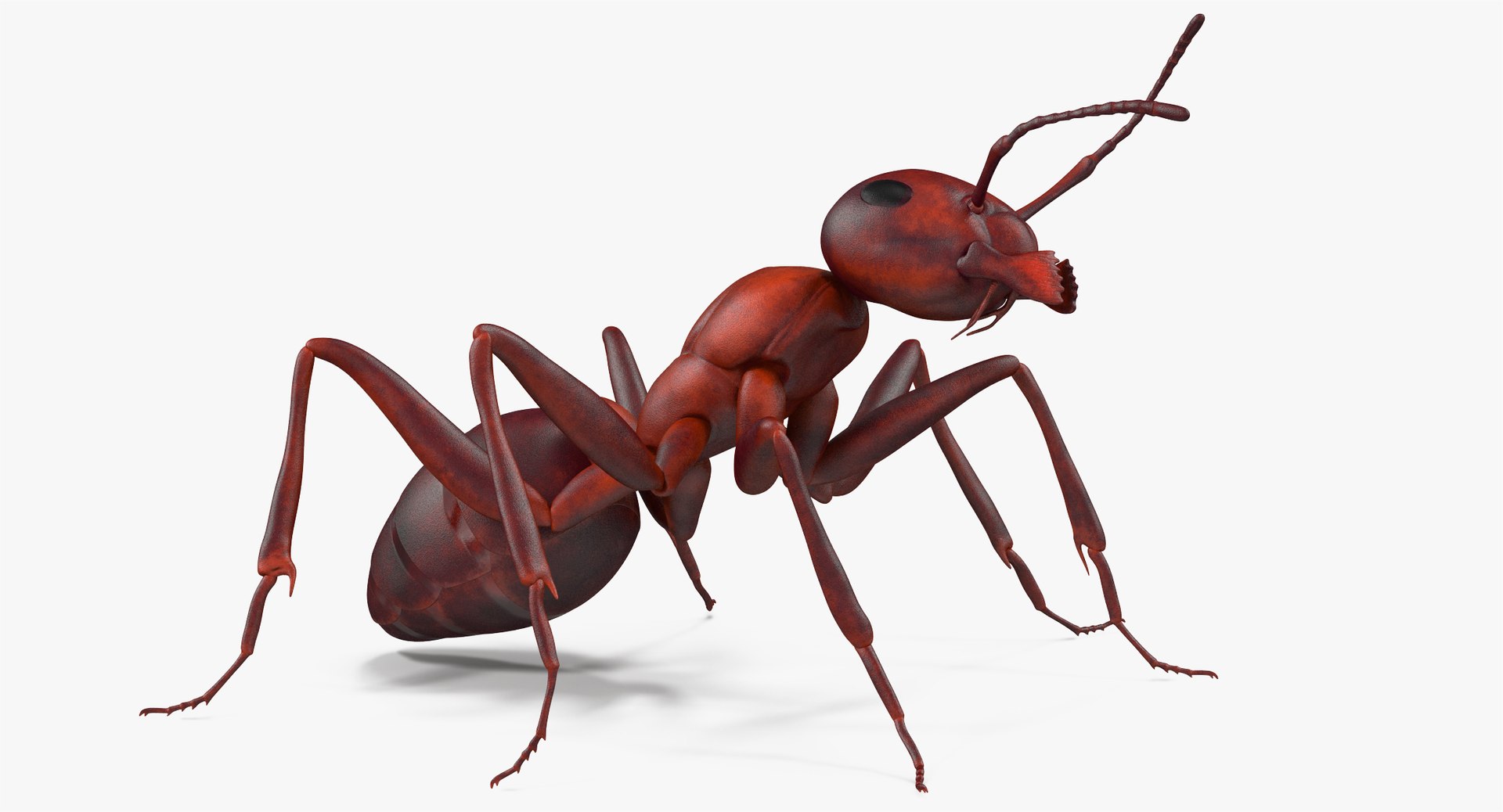 3d model of ant rigged https://p.turbosquid.com/ts-thumb/sQ/UWd326/OhSRw5s0/angles_006/jpg/1487320709/1920x1080/fit_q87/5baa4a3e4f633b6aa7ac329bea6fe1c5a0c9e5a8/angles_006.jpg