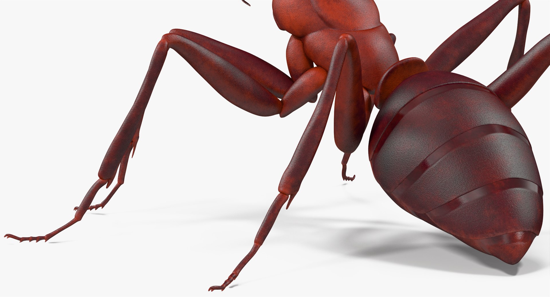 3d model of ant rigged https://p.turbosquid.com/ts-thumb/sQ/UWd326/VBXAM13G/angles_013/jpg/1487320709/1920x1080/fit_q87/ba05442ead7bae97ee53593954bc0d5f282ddf6d/angles_013.jpg