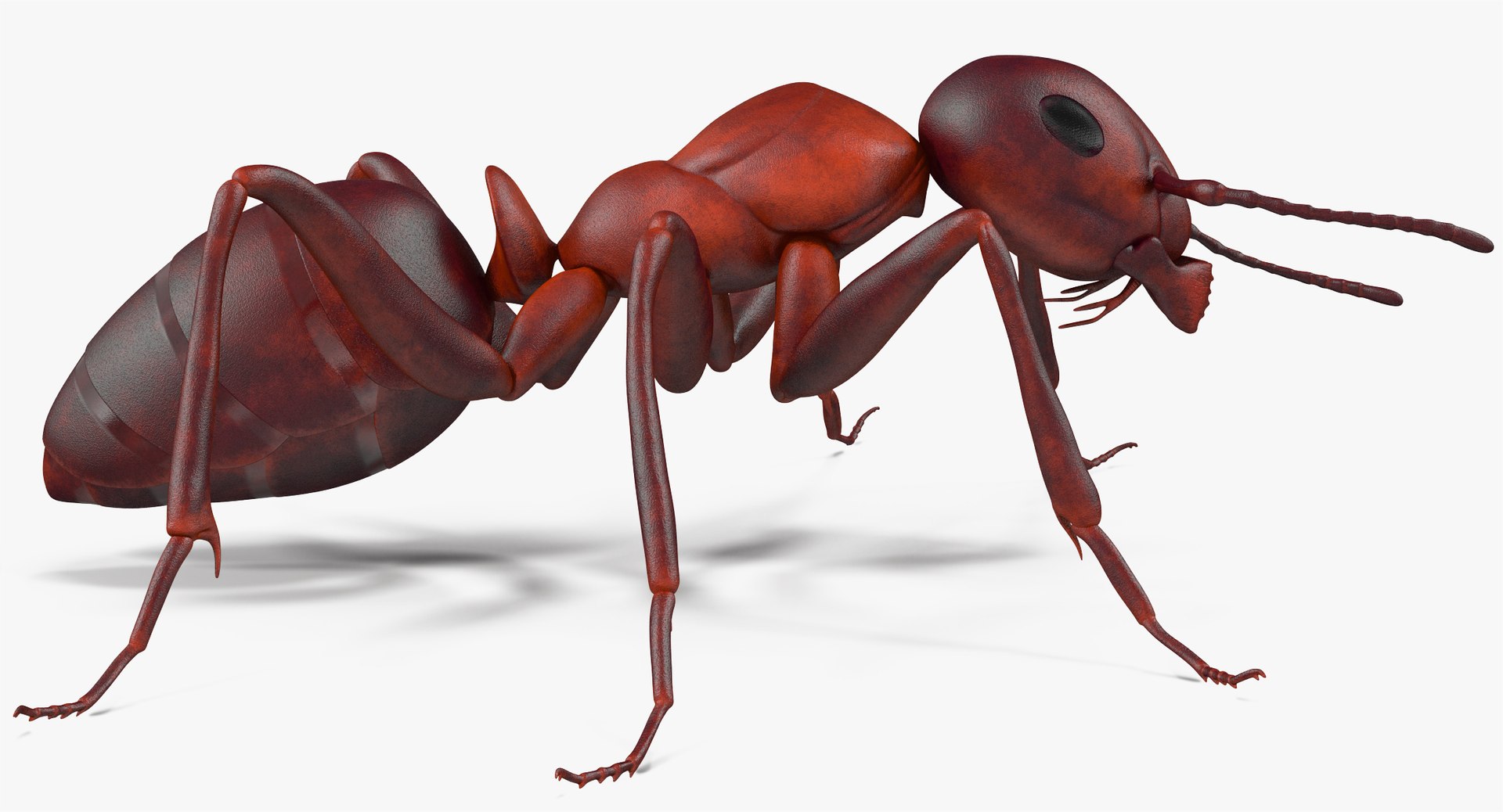 3d model of ant rigged https://p.turbosquid.com/ts-thumb/sQ/UWd326/W9Q6TrAy/angles_017/jpg/1487320710/1920x1080/fit_q87/6d7313c490cc216d43b745a7e3dfbfacc55d5f5b/angles_017.jpg
