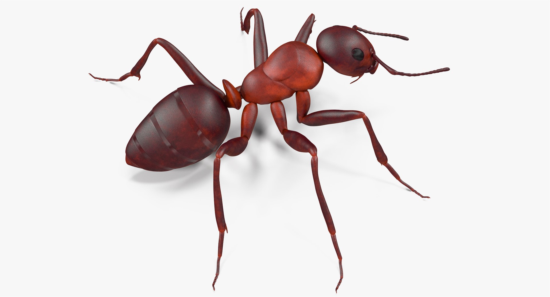 3d model of ant rigged https://p.turbosquid.com/ts-thumb/sQ/UWd326/co1fa5gY/angles_003/jpg/1487320709/1920x1080/fit_q87/2b79e7840f7bac781b46dfd31cb4a87770fae034/angles_003.jpg