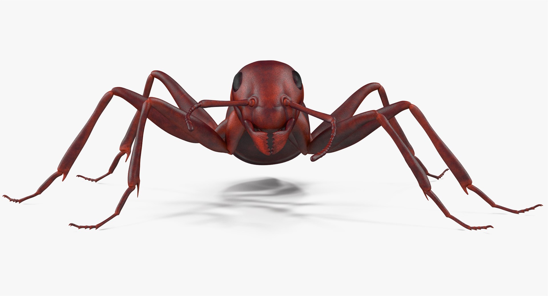 3d model of ant rigged https://p.turbosquid.com/ts-thumb/sQ/UWd326/dFEBeane/angles_016/jpg/1487320710/1920x1080/fit_q87/918edb625e0a42417391d3dc9dc9b7eeec1a13e4/angles_016.jpg