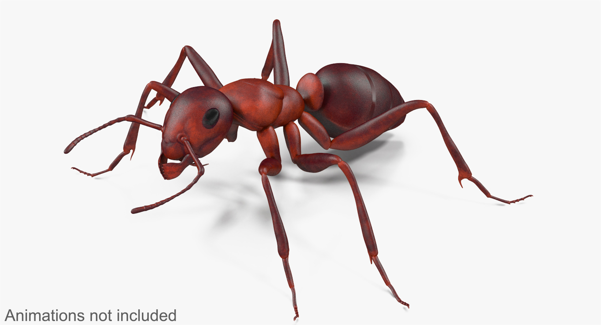 3d model of ant rigged https://p.turbosquid.com/ts-thumb/sQ/UWd326/kJz41ULE/animations/jpg/1487319831/1920x1080/turn_fit_q99/22d69a40da180877b004fdda17d233f2f6043493/animations-1.jpg