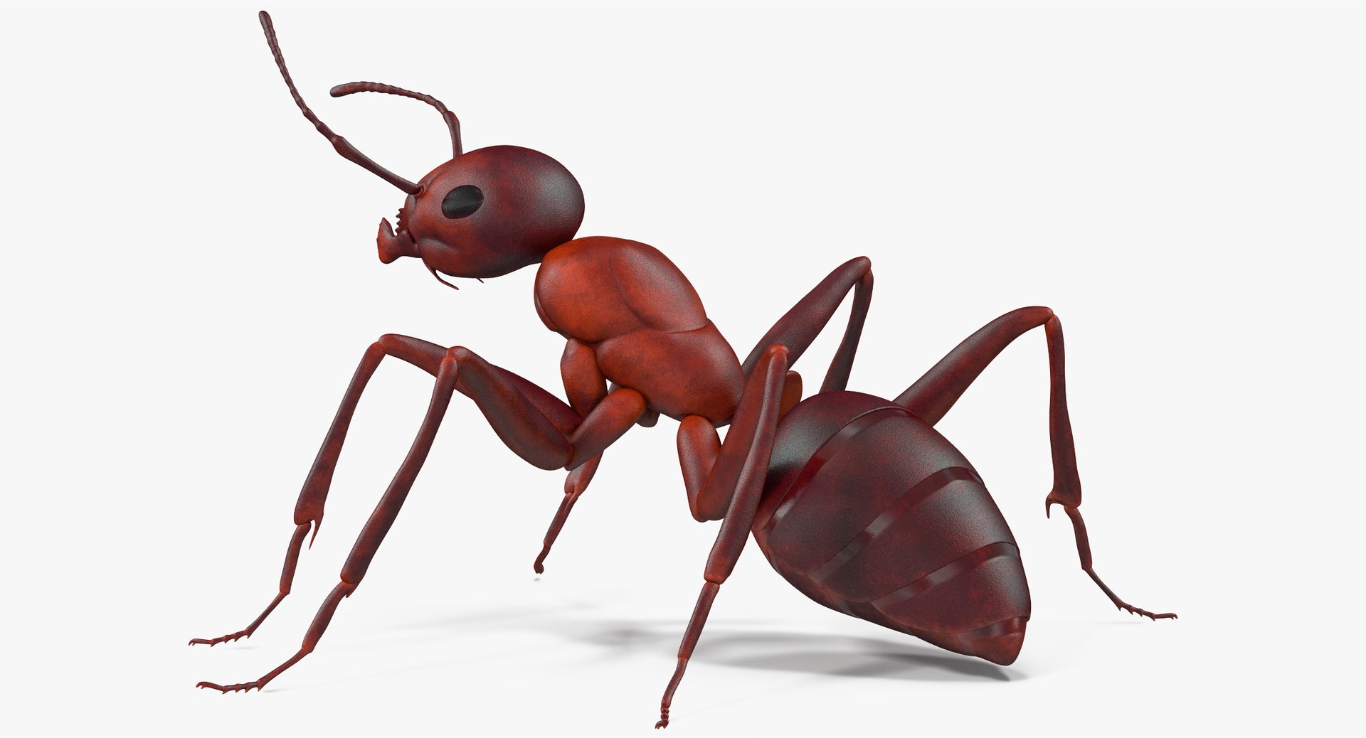 3d model of ant rigged https://p.turbosquid.com/ts-thumb/sQ/UWd326/l3BHtTdh/angles_008/jpg/1487320709/1920x1080/fit_q87/ab8c7f84ff6efcd3cdb9f42658cf09ceedccfea4/angles_008.jpg