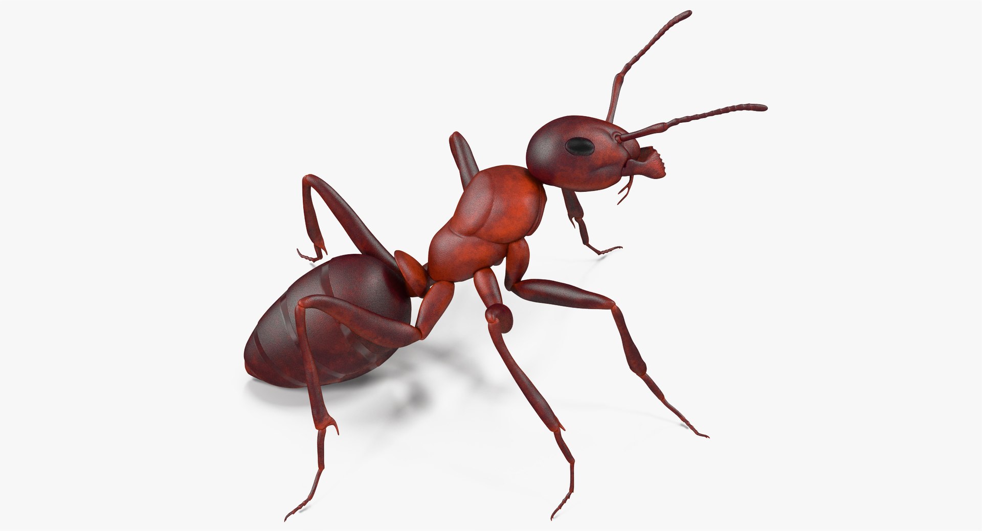 3d model of ant rigged https://p.turbosquid.com/ts-thumb/sQ/UWd326/pLV0x95J/angles_007/jpg/1487320709/1920x1080/fit_q87/ebceb9d7aab3e0113452b539d60df156165998f7/angles_007.jpg