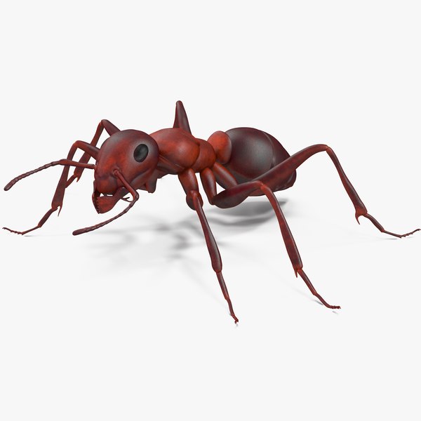 3d model of ant rigged