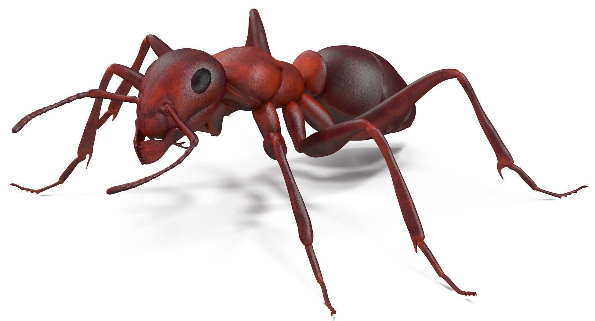 3d model of ant rigged https://p.turbosquid.com/ts-thumb/sQ/UWd326/qkt8IXk0/angles_001/jpg/1487316840/1920x1080/fit_q87/64d8a3520d67dfdbe66fdace98a1c98508ba0b10/angles_001.jpg