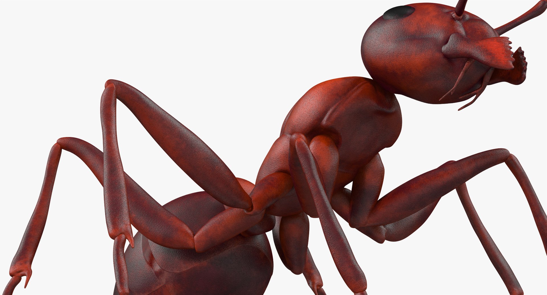 3d model of ant rigged https://p.turbosquid.com/ts-thumb/sQ/UWd326/u51UoBKy/angles_011/jpg/1487320709/1920x1080/fit_q87/984ec80a14760a6ab8c192660e7c617882c3589a/angles_011.jpg