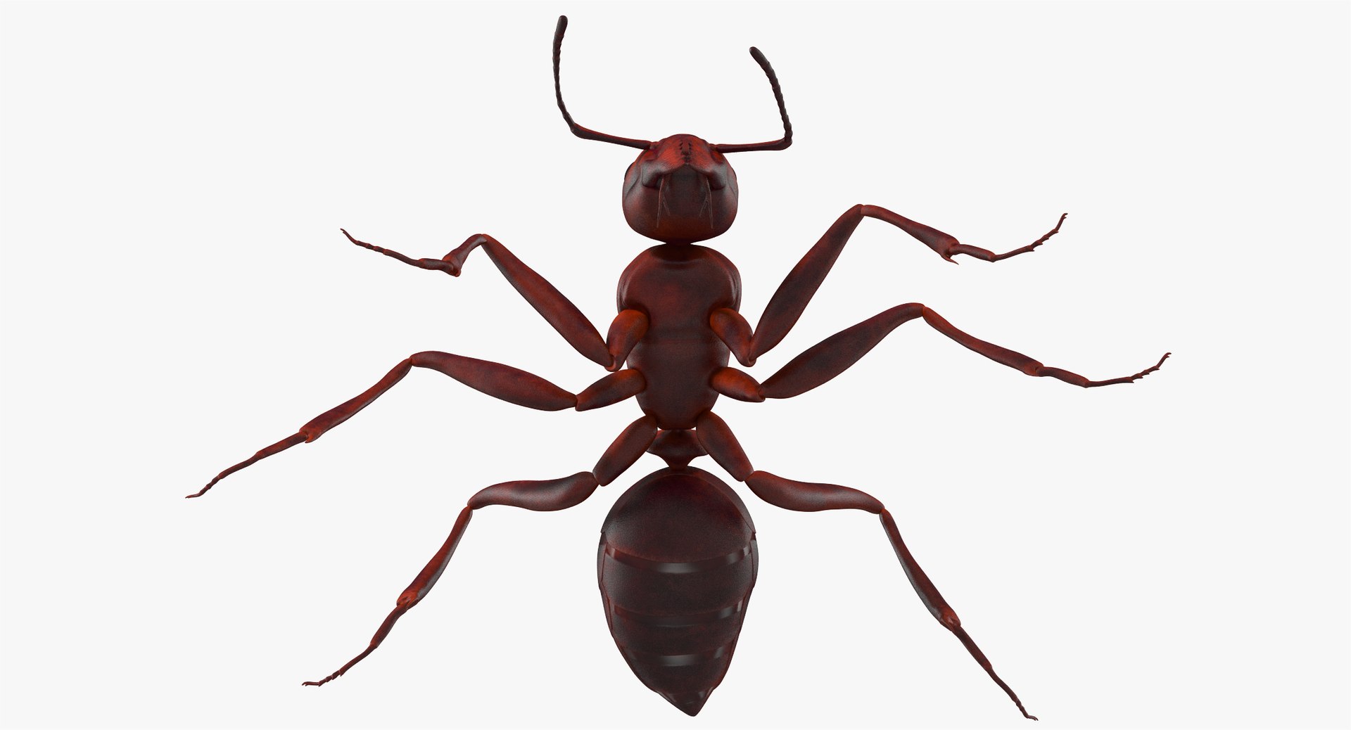 3d model of ant rigged https://p.turbosquid.com/ts-thumb/sQ/UWd326/uCd0QGaG/angles_014/jpg/1487320709/1920x1080/fit_q87/0127cb0b74c00f2964c2bde97b0db016c19536d9/angles_014.jpg