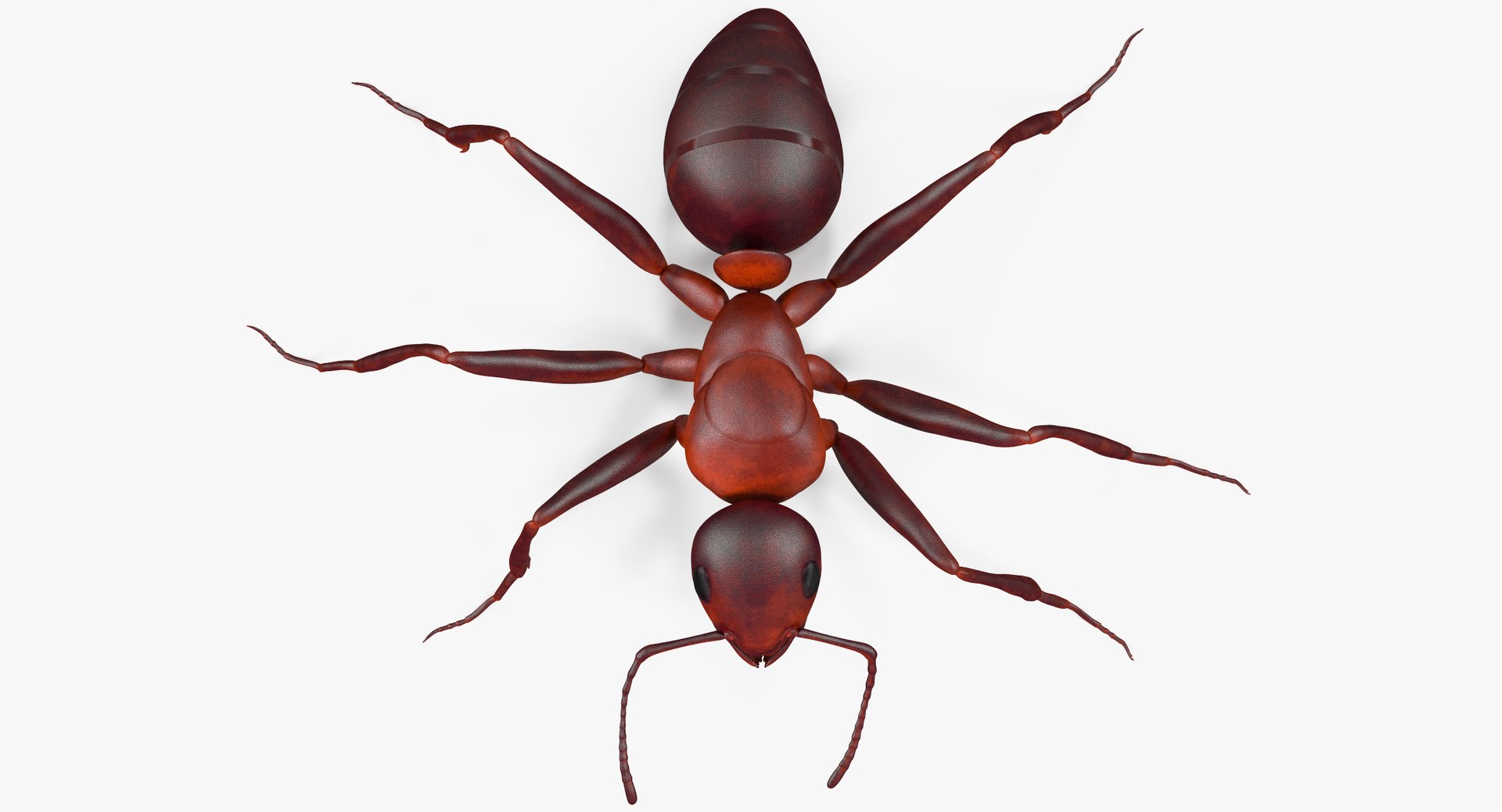 3d model of ant rigged https://p.turbosquid.com/ts-thumb/sQ/UWd326/xHlOUvaX/angles_015/jpg/1487320709/1920x1080/fit_q87/51545ab409741bd3054e4bc6e1f23ec9b7281c9d/angles_015.jpg