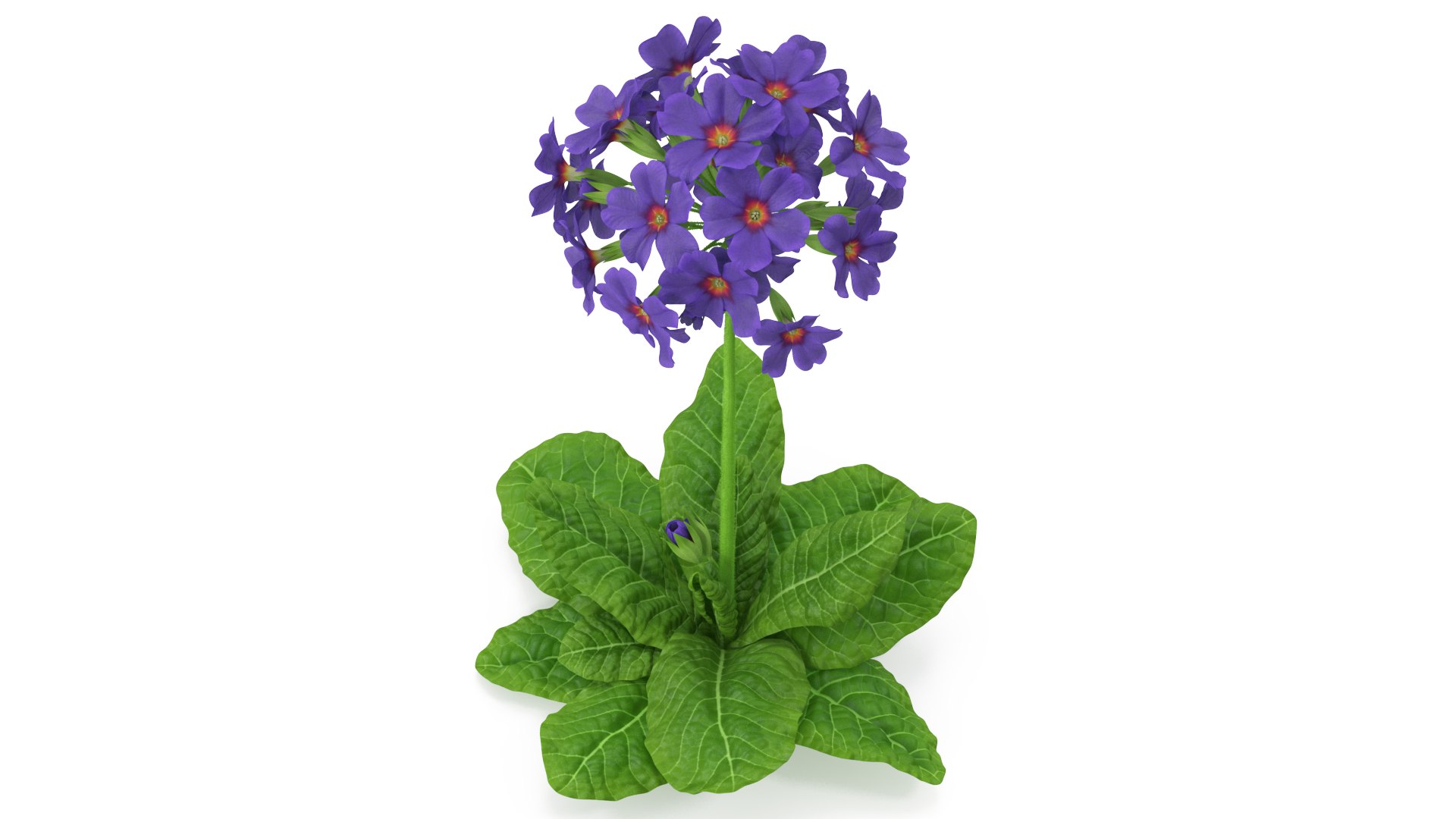 Purple Flowering Plants Collection 5 3D model preview