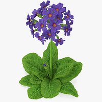 Purple Common Primrose Fur