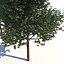 Echter architektonischer Baum