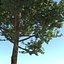 Echter architektonischer Baum