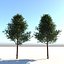 Echter architektonischer Baum
