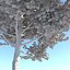 Echter architektonischer Baum