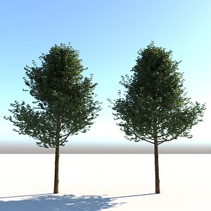 Real Architectural Tree