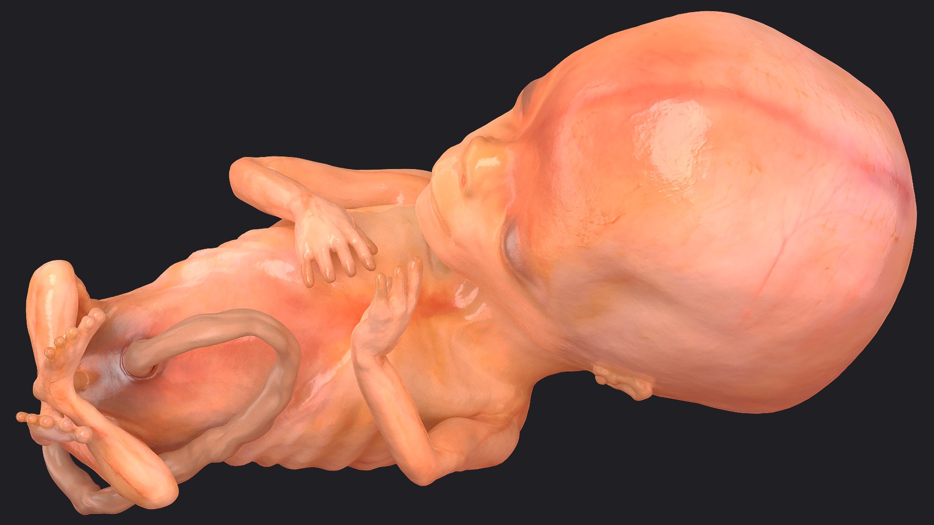 3D Rigged Embryos Full Collection for Cinema 4D model https://p.turbosquid.com/ts-thumb/sQ/cSFYvt/09/riggedembryosfullcollection3dmodel105/jpg/1615985230/1920x1080/fit_q87/531ed19de4e2b27ef9545d4b976d87377bd72a32/riggedembryosfullcollection3dmodel105.jpg