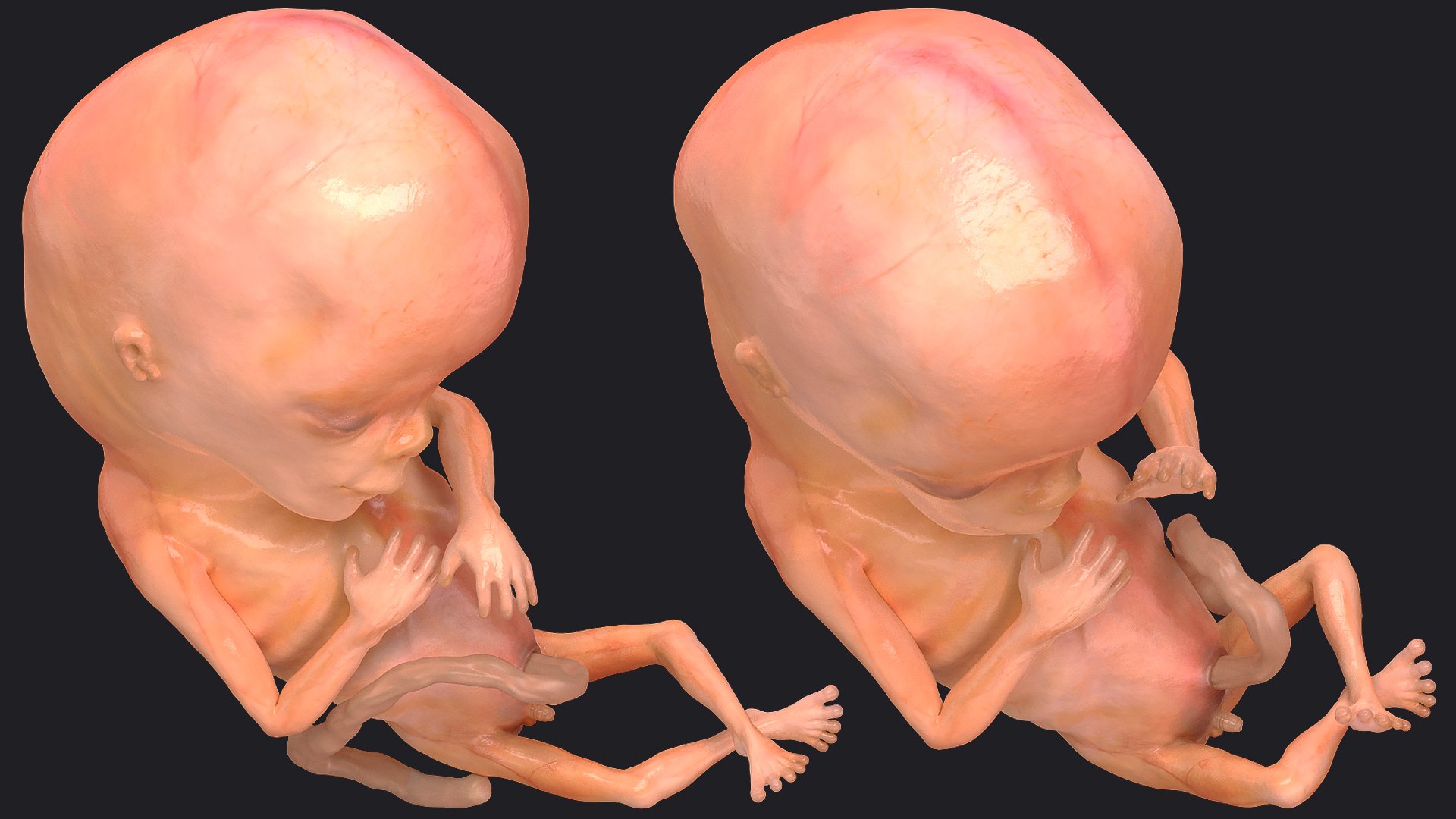 3D Rigged Embryos Full Collection for Cinema 4D model https://p.turbosquid.com/ts-thumb/sQ/cSFYvt/1B/riggedembryosfullcollection3dmodel104/jpg/1615985199/1920x1080/fit_q87/a75027c656ac5fb24ad07803f09ec7f1a916b4c7/riggedembryosfullcollection3dmodel104.jpg