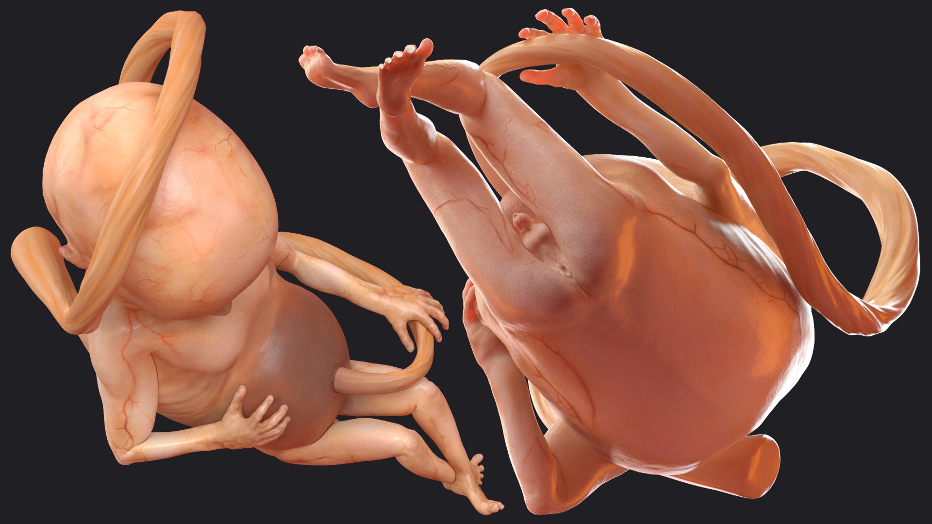 3D Rigged Embryos Full Collection for Cinema 4D model https://p.turbosquid.com/ts-thumb/sQ/cSFYvt/2E/riggedembryosfullcollection3dmodel056/jpg/1615984786/1920x1080/fit_q87/9d9de27ff2a4bc9c0150cffa6bdc0468a3c8e5b3/riggedembryosfullcollection3dmodel056.jpg
