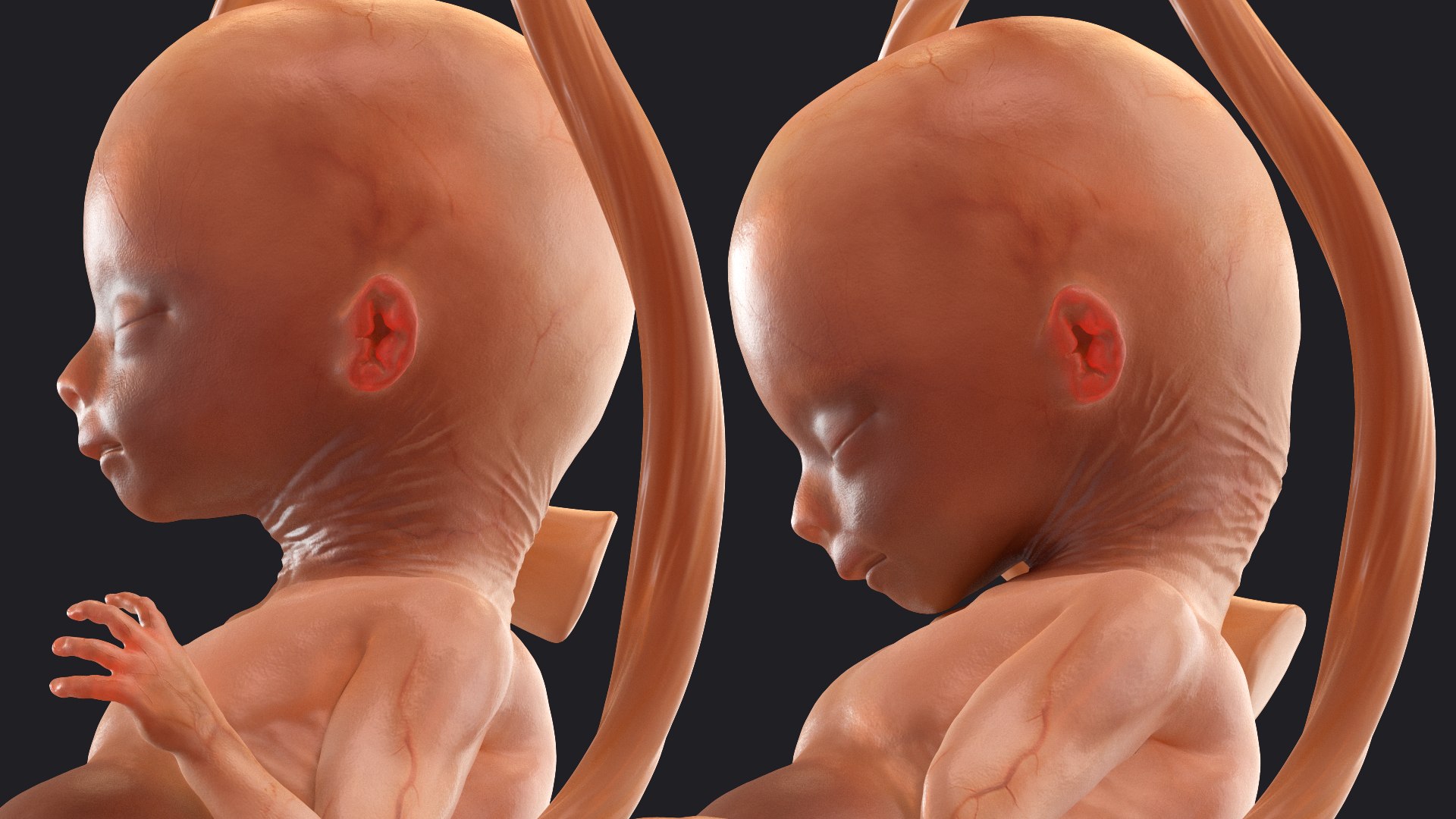 3D Rigged Embryos Full Collection for Cinema 4D model https://p.turbosquid.com/ts-thumb/sQ/cSFYvt/2G/riggedembryosfullcollection3dmodel051/jpg/1615984786/1920x1080/fit_q87/4aa74a21c40ed32d1da5771b27a8512b774316d2/riggedembryosfullcollection3dmodel051.jpg