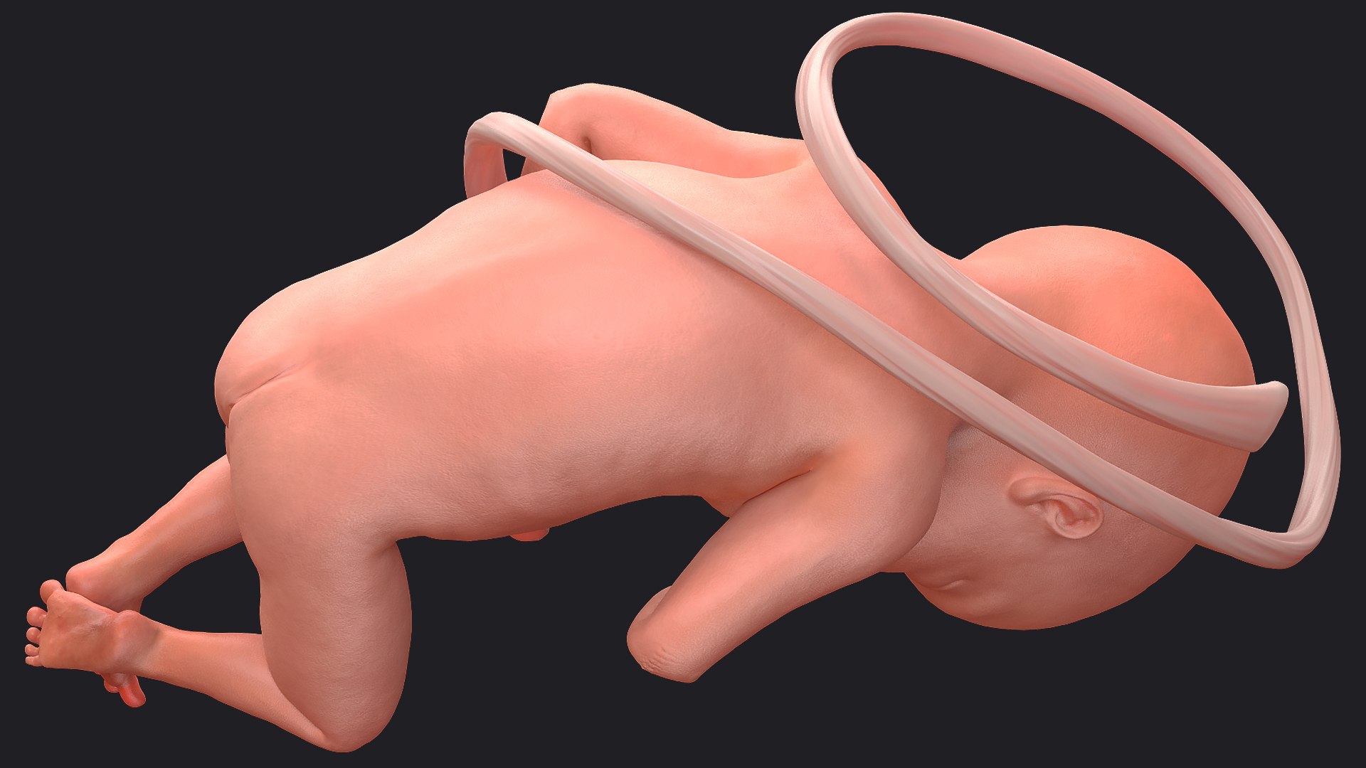 3D Rigged Embryos Full Collection for Cinema 4D model https://p.turbosquid.com/ts-thumb/sQ/cSFYvt/2R/riggedembryosfullcollection3dmodel078/jpg/1615985067/1920x1080/fit_q87/7ee994b3911b2ed3274fa7493c5cedf0282a7f54/riggedembryosfullcollection3dmodel078.jpg