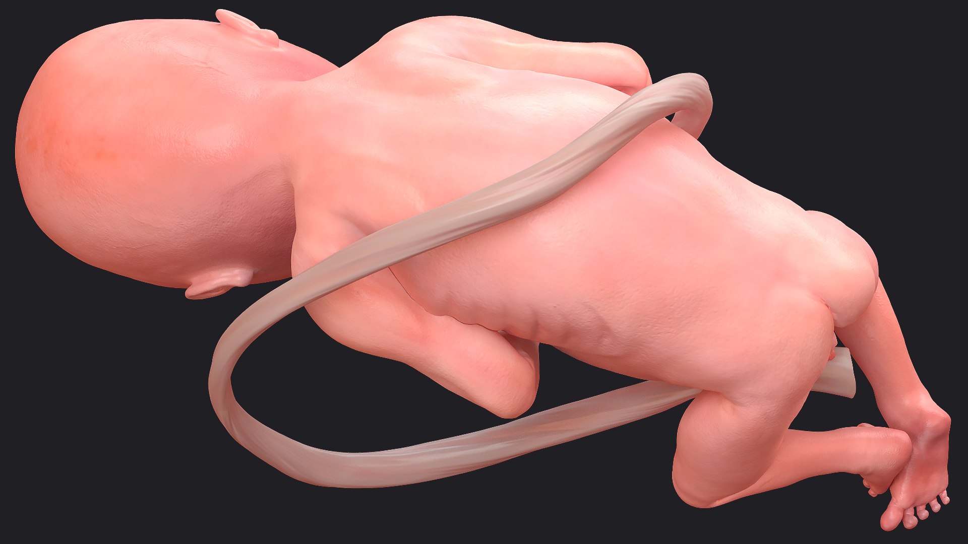 3D Rigged Embryos Full Collection for Cinema 4D model https://p.turbosquid.com/ts-thumb/sQ/cSFYvt/2g/riggedembryosfullcollection3dmodel066/jpg/1615984831/1920x1080/fit_q87/ee2ada1f5d86a0675b06e06cc562fecc9ab5700f/riggedembryosfullcollection3dmodel066.jpg