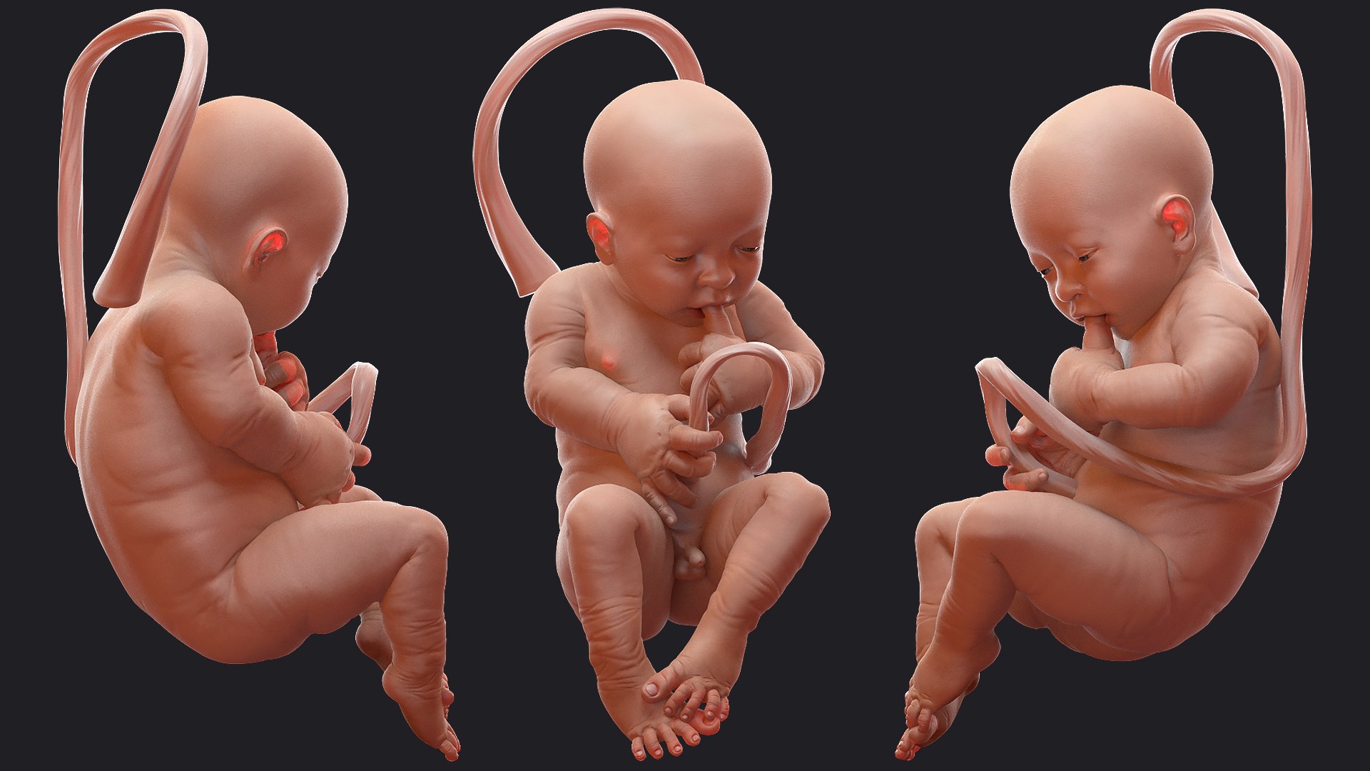 3D Rigged Embryos Full Collection for Cinema 4D model https://p.turbosquid.com/ts-thumb/sQ/cSFYvt/3m/riggedembryosfullcollection3dmodel023/jpg/1615984624/1920x1080/fit_q87/e0127904762f9ed46f94b8c1c34110f1eade0c9c/riggedembryosfullcollection3dmodel023.jpg
