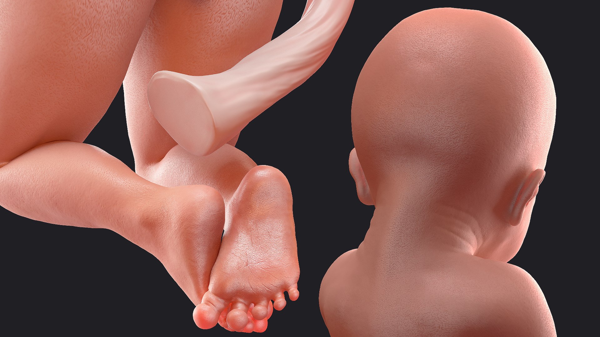 3D Rigged Embryos Full Collection for Cinema 4D model https://p.turbosquid.com/ts-thumb/sQ/cSFYvt/7B/riggedembryosfullcollection3dmodel041/jpg/1615984713/1920x1080/fit_q87/1f806cf384b536608d111b3004c66eb9160027ed/riggedembryosfullcollection3dmodel041.jpg
